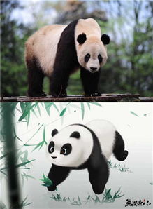 还记得 泰山 吗 以它为原型的第一部大熊猫动画电影启动了