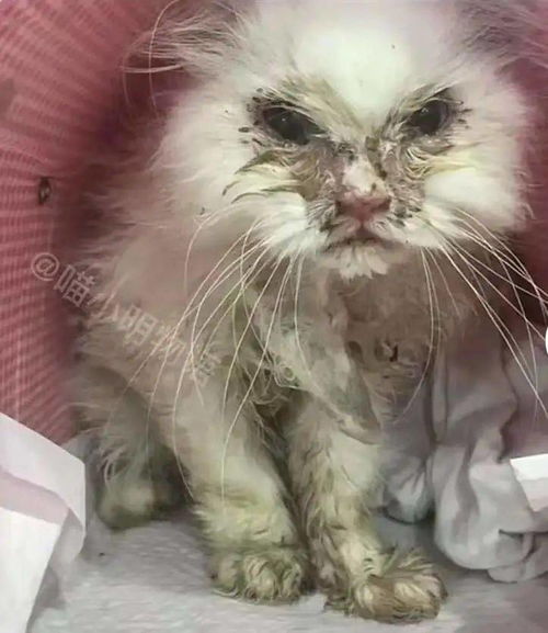 流浪猫被救助后的变化