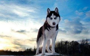 世界六大被公认长的最漂亮的狗狗 你喜欢他们吗 图 