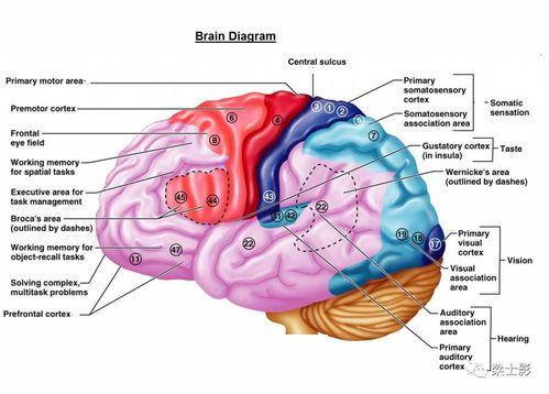 1.Introduction to basic functions of neurons, brain region and.. 