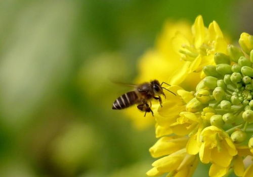 关于蜜蜂的诗句有什么作用