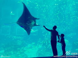 郭涛带子女参观水族馆 一家四口背影温馨