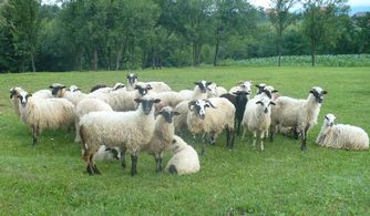 养羊的利润与成本 养羊的利润分析 