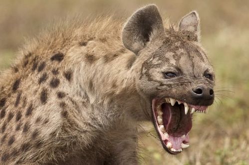如此凶狠的鬣狗,为何只害怕非洲人 看到训练过程你就明白了