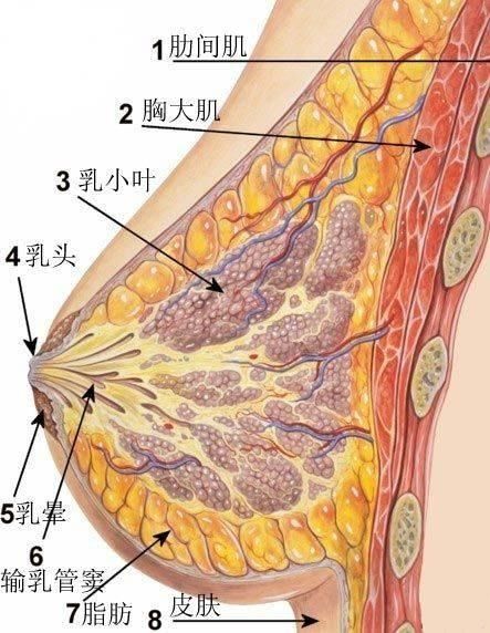 决定女性胸部大小的因素有哪些