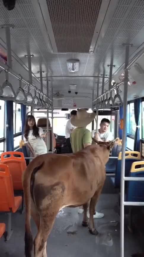 公交车可以上宠物,也不能上这么大的啊 
