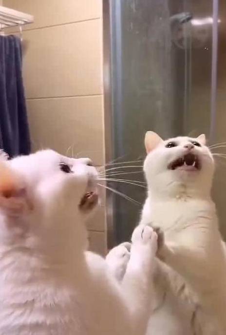 猫第一次见到镜子里的自己,站在那不停大叫,喵 怎么又多了只猫