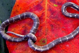 世界上最毒的12种蛇 ,小心