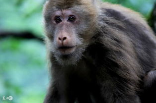 1968年出生的属猴人的一生 准