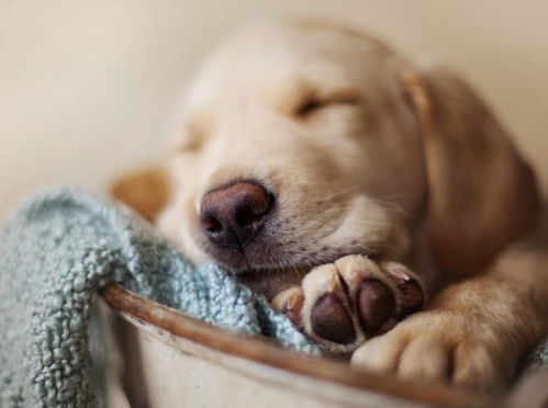 冬天给狗狗买狗窝,但它只想睡地上 让狗狗爱上狗窝要注意3点