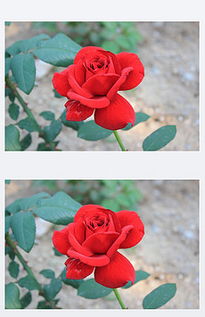 TIF不分层盛开的玫瑰花 TIF不分层格式盛开的玫瑰花素材图片 TIF不分层盛开的玫瑰花设计模板 我图网 