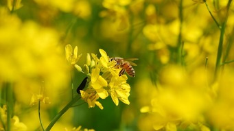 关于蜜蜂采蜜诗句