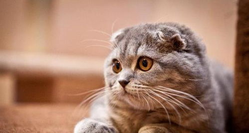 很多猫咪品种都有遗传病,不仅只有折耳猫,英短猫 布偶猫上榜
