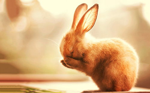 如果兔子有耳螨的时候,晒太阳会好吗