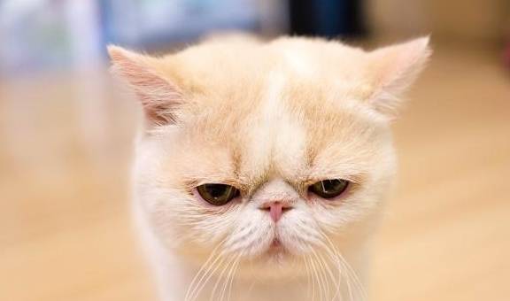 加菲猫的圆脸可不是这么容易养出来的,铲屎官们可要做好功课