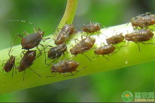 蚜虫的危害症状、特性及防治方法