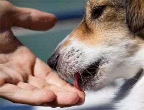 为什么狗狗喜欢舔主人的 手和脚 你知道背后的含义吗