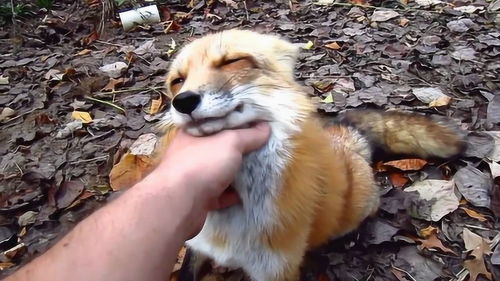 狐狸为什么不能当做宠物养