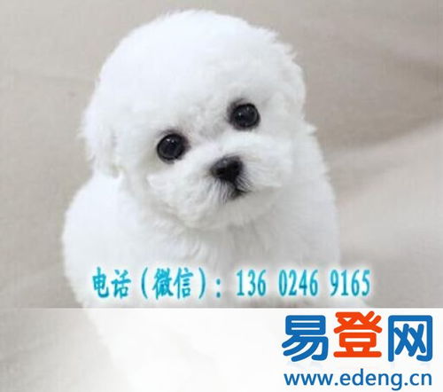 【广州哪里有卖比熊犬 请问白色比熊幼犬多少钱一只的图片】-白云 三元里易登网