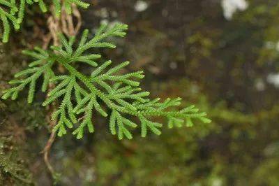 北京地区野生蕨类植物彩色图鉴 上