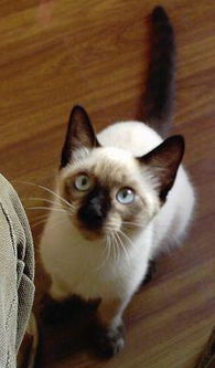 见到有一只猫白色的毛,耳朵 四肢和尾巴是灰的,最重要的是眼白是淡蓝色的而眼珠是红色的,请问是一种普通猫么 