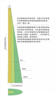 小叶紫檀鱼鳞纹与密度的关系大剖析 