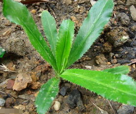 剌香菜怎么种植 剌香菜怎么种植 剌香菜怎么种植 