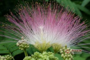 合欢花茶 合欢花泡水喝的功效,合欢花茶的功效