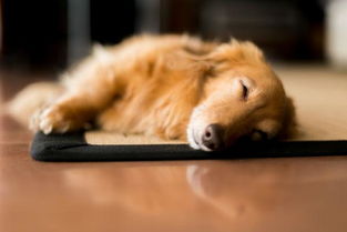 狗狗睡觉打呼噜 主人是否应该担心 导致狗狗打呼噜的原因有哪些
