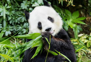 世界各国 国宝 排行榜,中国大熊猫当之无愧排第一,第二是谁