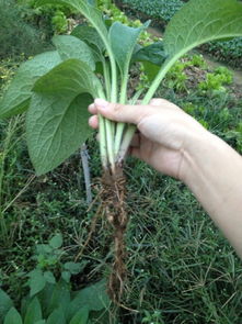 这是什么植物 茎上有毛的 有什么功效吗 