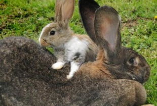 大流士兔子价格多少钱一只 它是什么品种 能长多大