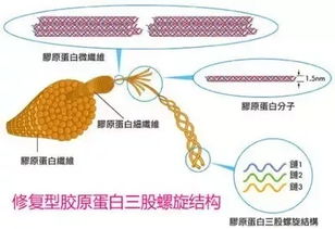 自体脂肪填充注射隆鼻修复用新肌饮纳米胶原蛋白