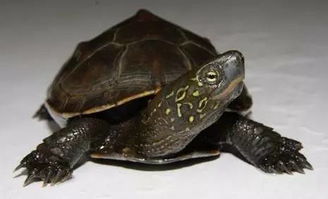 中华草龟大小比较？