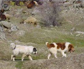 新疆的 土狗 哈萨克牧羊犬都到哪里去了 