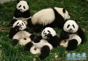 寿命最长的熊猫,37岁 相当于人类111岁 2 