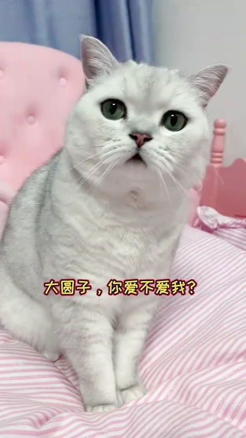 我的猫到底有多爱我 