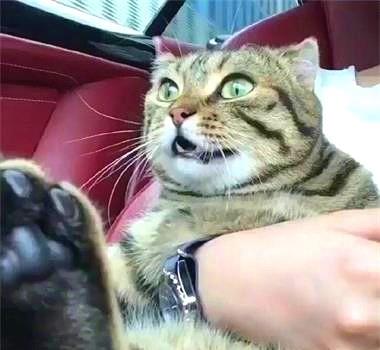 第一次带猫坐车出门,它突然笑出了声,那表情真的是太可爱了