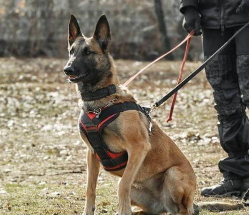 十大护主犬种,90 没有你家狗