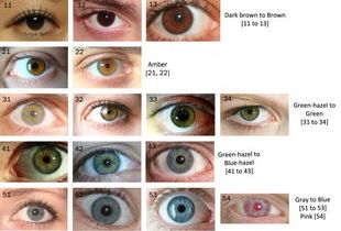 虹膜颜色对比图 来看看你的眼睛真的是黑色的吗