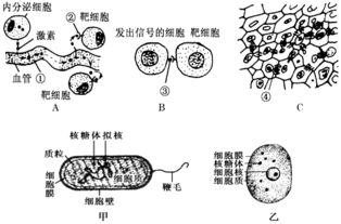 如图表示人体内的细胞与外界环境之间进行物质交换的过程.有关叙述错误的是 A.① ③分别代表血浆.淋巴和组织液B.③渗回①的量小于渗入 ②的量C.正常情况下.① 