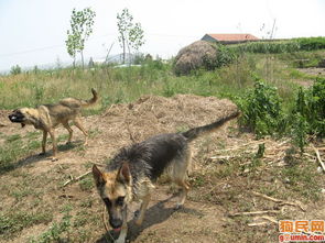 德牧照片 德国牧羊犬照片 德牧照片 黑背照片 黑贝照片 1474.JPG 友莉的相册 aec427997 