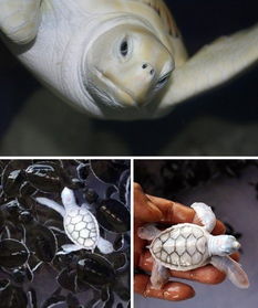 7种罕见白化动物 白化美西螈酷似外星生物 