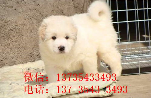 唐山宠物狗犬舍出售纯种大白熊犬 宠物网狗市场在哪买狗卖狗