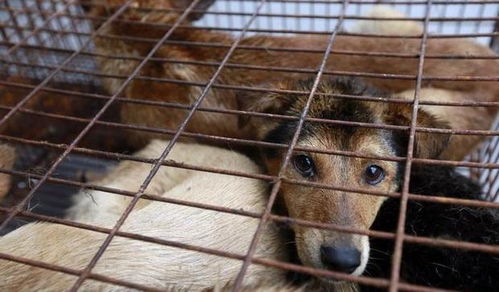 许多被杀害吃掉的狗狗都是偷来的,狗肉节被政府下令暂时性禁止