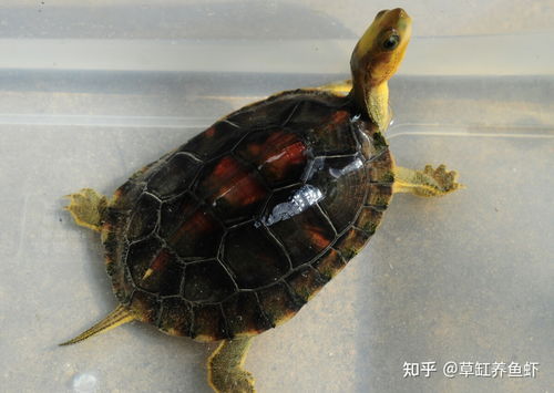 黄缘龟怎么养 记住它是半水陆龟,你养起来就简单了 