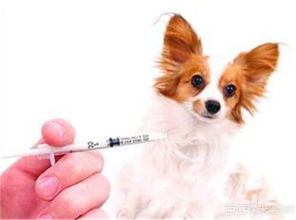 宠物医院狗狗的疫苗价格是多少 一般要打几次 