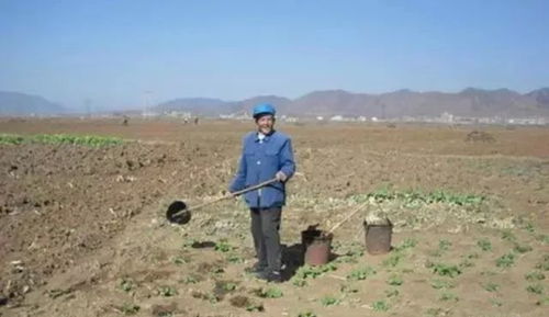 农村粪水浇菜有毒 专家 还能吃吗 农民 吃几十年了