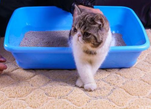 猫砂盆放在什么地方合适 猫砂放卧室对人身体有害吗