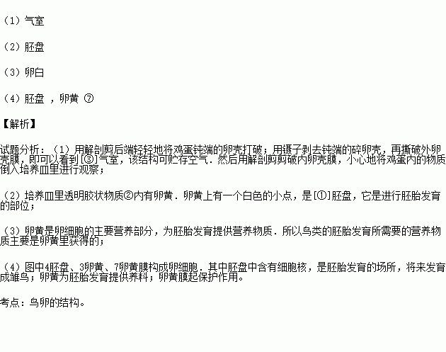 实验探究题.根据 观察鸟卵的结构 实验.回答问题 注意 中填数字. 上填结构名称 1 用解剖剪后端轻轻地将鸡蛋钝端的卵壳打破,用镊子剥去钝端的碎卵壳 